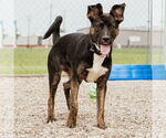 Small #21 American Pit Bull Terrier-German Shepherd Dog Mix
