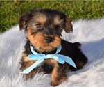 Small Photo #1 Morkie Puppy For Sale in COSHOCTON, OH, USA