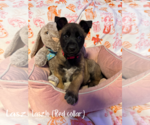 Small #4 German Shepherd Dog