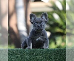 French Bulldog Puppy for sale in LITITZ, PA, USA