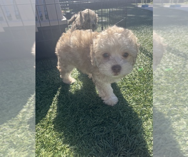 Medium Photo #10 Shih-Poo Puppy For Sale in SAN DIEGO, CA, USA