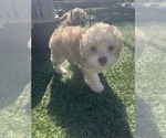 Small Photo #10 Shih-Poo Puppy For Sale in SAN DIEGO, CA, USA