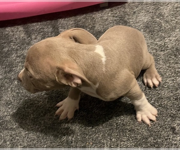 Medium Photo #38 American Bully Puppy For Sale in BUFFALO, NY, USA