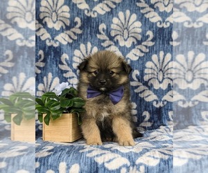 Pomeranian Puppy for Sale in KIRKWOOD, Pennsylvania USA