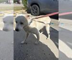 Small Labsky