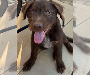 Wirehaired lab Dogs for adoption in San Diego, CA, USA
