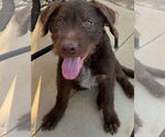 Small Wirehaired lab