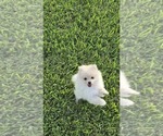 Small Photo #15 Pomeranian Puppy For Sale in MONTGOMERY, TX, USA