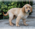 Small #5 Golden Retriever
