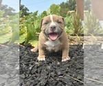 Puppy Chev American Bully