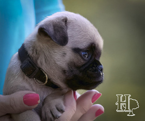 Pug Litter for sale in ELLENBORO, NC, USA