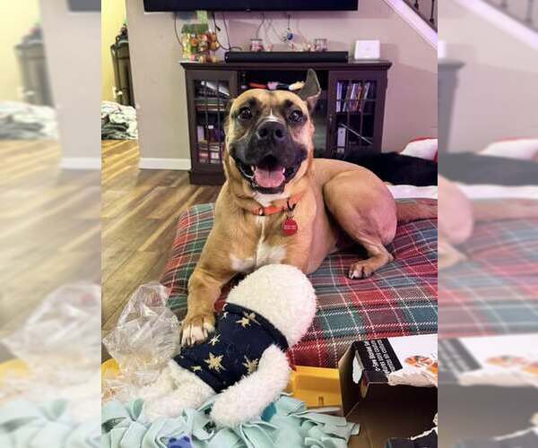 Medium Photo #1 Boxer-Great Dane Mix Puppy For Sale in Louisville, KY, USA