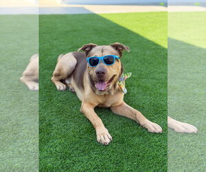 Pancho - Male German Shepherd Dog-Unknown Mix Dog for Adoption - Photo #5