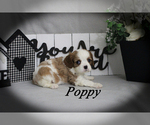 Image preview for Ad Listing. Nickname: Poppy