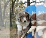 Small Photo #1 Miniature Australian Shepherd Puppy For Sale in COUCH, MO, USA