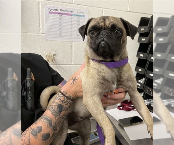 Medium Photo #1 Pug Puppy For Sale in San Bernardino, CA, USA