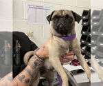 Small Pug