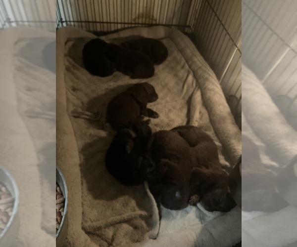 Medium Photo #1 German Shepherd Dog Puppy For Sale in FORT COLLINS, CO, USA