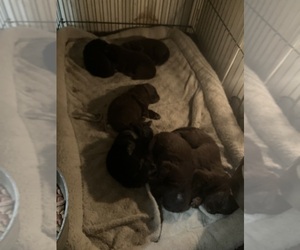 German Shepherd Dog Puppy for Sale in FORT COLLINS, Colorado USA