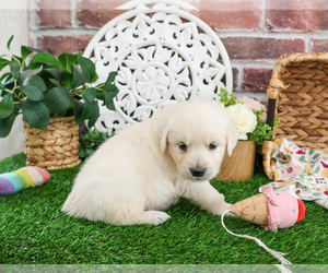 Golden Retriever Puppy for sale in SYRACUSE, IN, USA