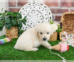 Small Golden Retriever