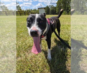 Border Collie-Bulldog Mix Dogs for adoption in Tarrytown, GA, USA