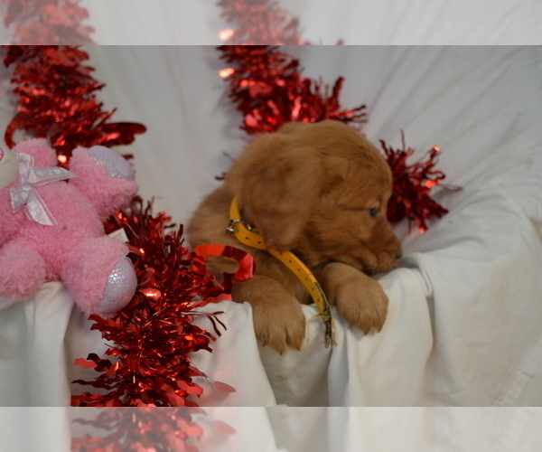 Medium Photo #2 Golden Retriever Puppy For Sale in GREENWOOD, WI, USA
