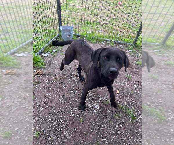 Medium Photo #1 Mutt Puppy For Sale in Abbeville, LA, USA