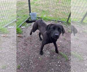 Mutt Dogs for adoption in Abbeville, LA, USA