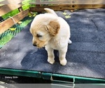 Small #3 Goldendoodle