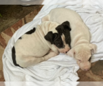 Small #11 Chinese Shar-Pei Mix