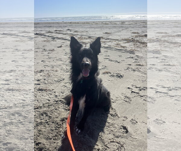 Medium Photo #4 Border Collie-Unknown Mix Puppy For Sale in Bellevue, WA, USA