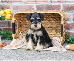 Small #12 Schnauzer (Miniature)
