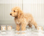 Small Photo #6 Goldendoodle (Miniature) Puppy For Sale in WARSAW, IN, USA