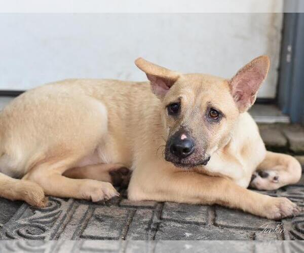 Medium Photo #4 Labrador Retriever-Unknown Mix Puppy For Sale in Brewster, NY, USA