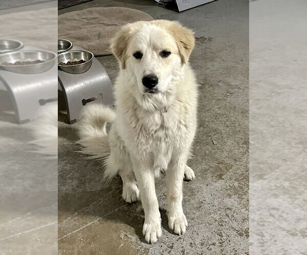 Medium Photo #2 Great Pyrenees Puppy For Sale in Spring, TX, USA