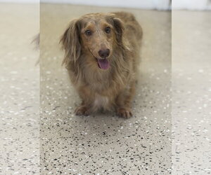 Royce - Male Dachshund Dog for Adoption - Photo #3