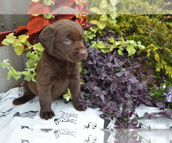 Medium Photo #3 Labrador Retriever Puppy For Sale in GREENWOOD, WI, USA