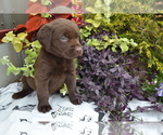 Small Photo #32 Labrador Retriever Puppy For Sale in GREENWOOD, WI, USA