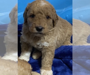 Pyredoodle Puppy for sale in DOOLIE, NC, USA