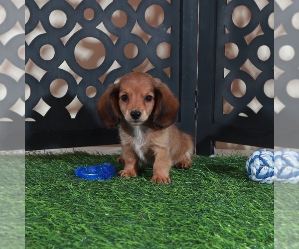 Medium Photo #3 Dachshund Puppy For Sale in MOUNT VERNON, OH, USA