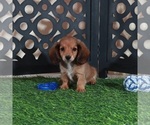 Small #2 Dachshund
