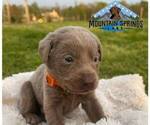 Small Photo #6 Labrador Retriever Puppy For Sale in BATESVILLE, AR, USA