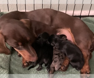 Mother of the Dachshund puppies born on 03/11/2023