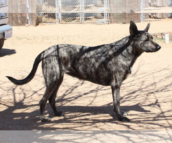 Medium Photo #14 - Mix Puppy For Sale in Apple Valley, CA, USA