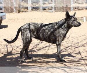 Cleo-Patra-got long term Foster! - Female Holland Shepherd Dog for Adoption - Photo #14