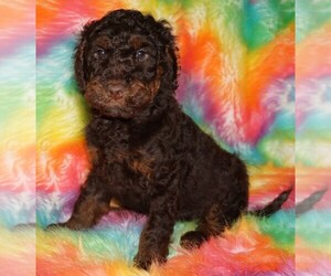 Miniature Labradoodle Puppy for sale in LA HABRA, CA, USA