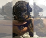 Small Photo #13 Poodle (Toy) Puppy For Sale in CORAL SPRINGS, FL, USA