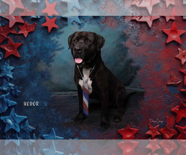 Medium Photo #1 Labrador Retriever-Unknown Mix Puppy For Sale in San Diego, CA, USA