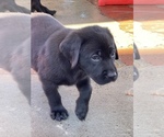 Small Photo #20 Labrador Retriever Puppy For Sale in CARMICHAEL, CA, USA
